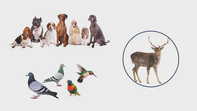 Introduction to Data Science and Ethics featured image